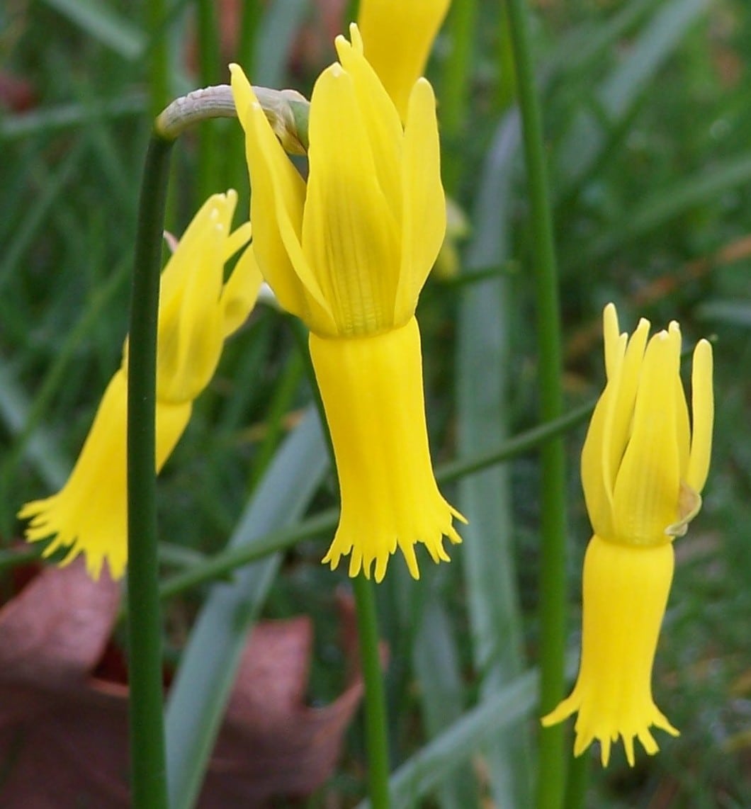 Narcissus-cyclamineus-e1382043301716.jpg