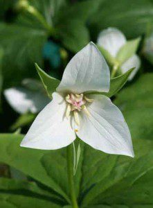 Trillium flexipes 'Harvington Selection'