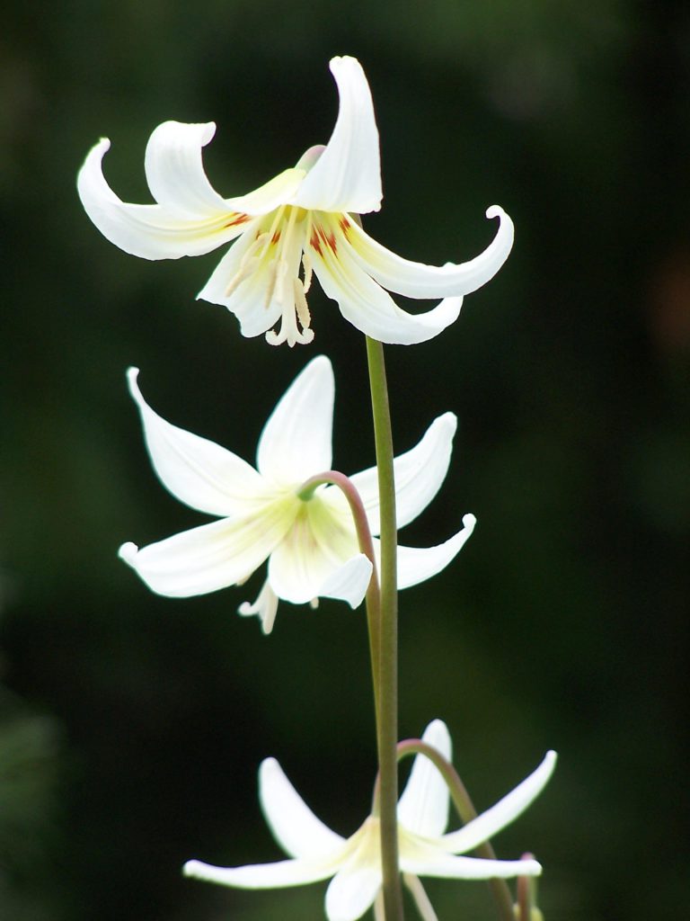 erythronium californicum-white-beauty