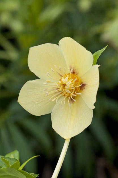 helleborus-hybridus-harvington-single-yellow-gold-nectaries