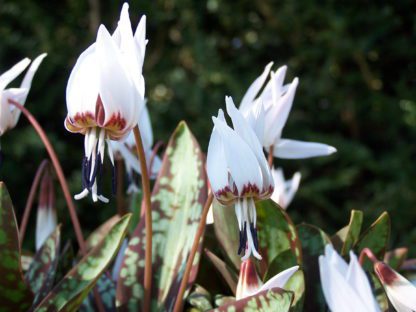 Erythronium dens-canis 'Snowflake' Twelve Nunns