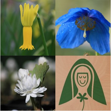Start your new gardening adventures with our Narcissus cyclamineus,  Meconopsis sheldonii 'Slieve Donard' and Sanguinaria canadensis multiplex 'Plena'