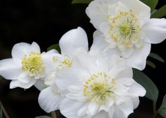 Christmas Roses and other Hellebores (Plug Plants)