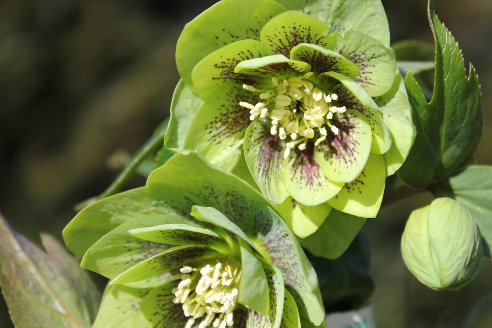 helleborus-hybridus-harvington-double-green-speckled