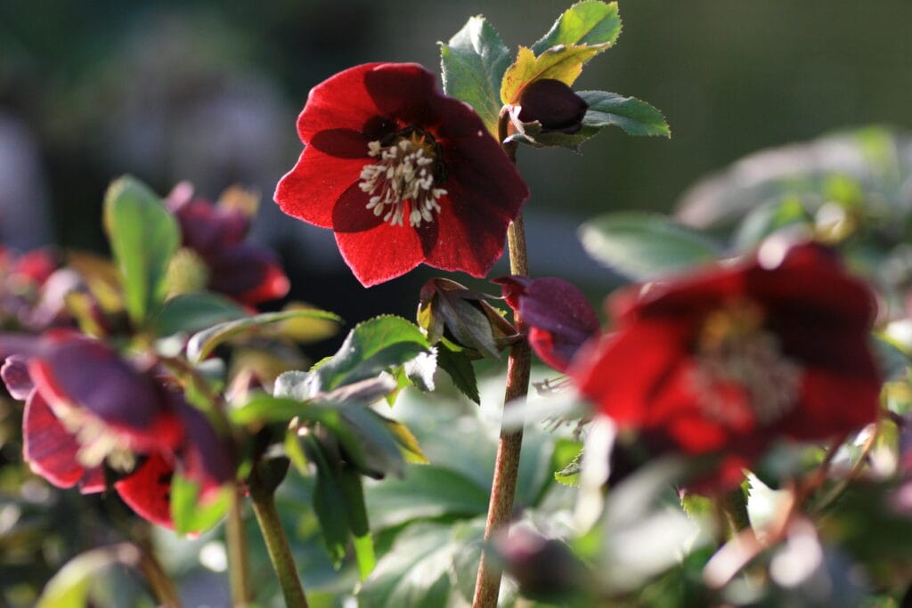 Harvington Hellebores® Single Red flourishing in the garden