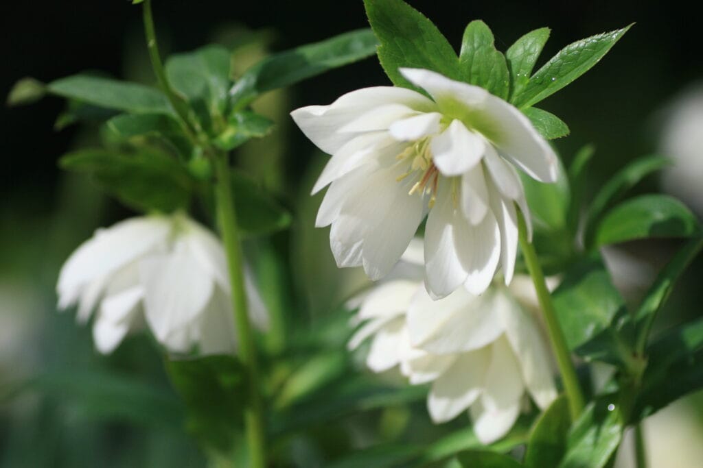 Harvington Hellebores® Double White flourishing in the garden.