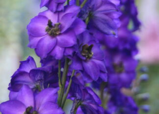 delphinium-purple_velvet-agm-9cm-pot