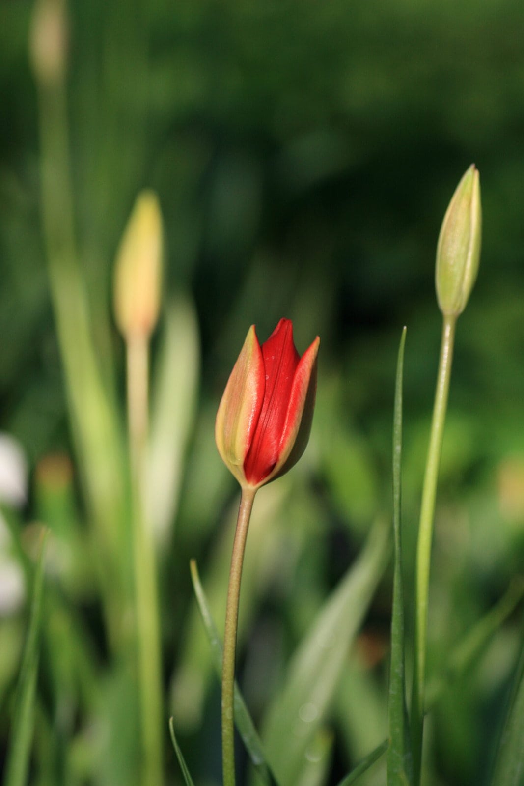 Tulipa sprengeri from Twelve Nunns