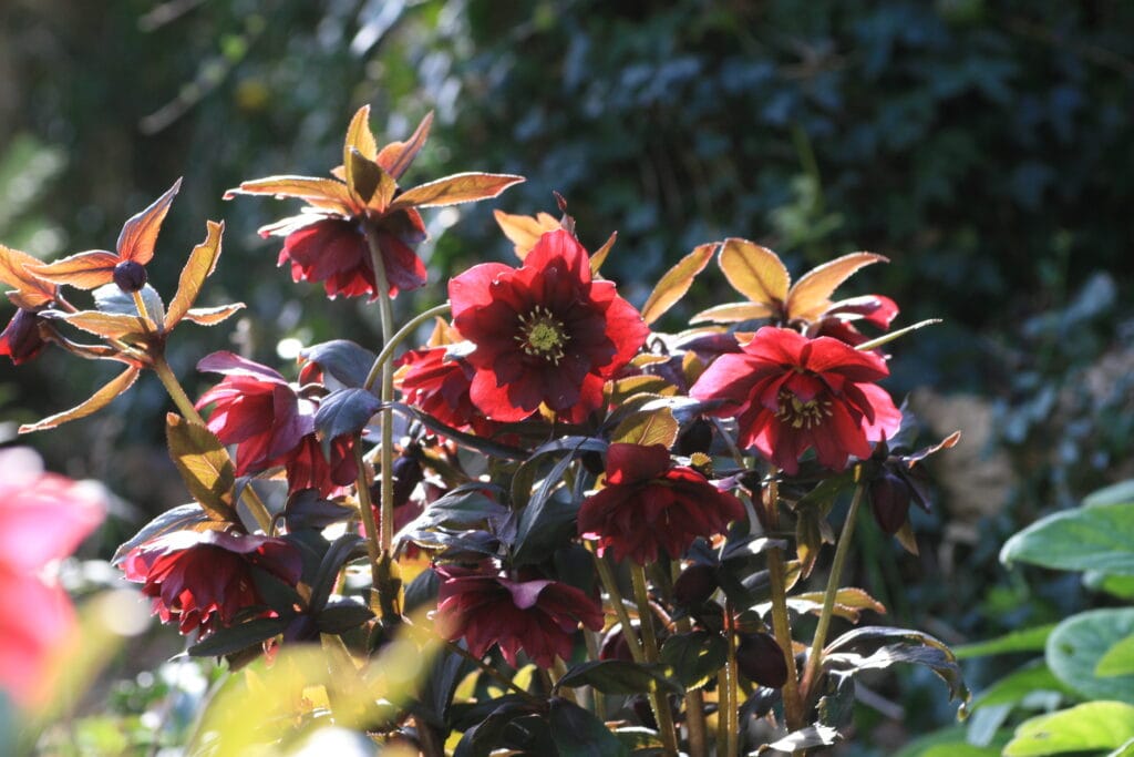 time-to-buy-hellebores