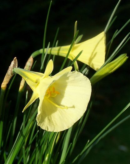 Narcissus bulbicodium citrinus
