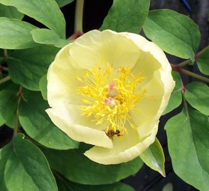 paeonia-mlokosewitchii-peony-molly-the-witch