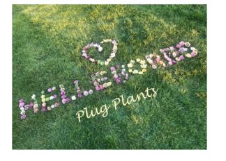 Harvington Hellebores® Plug Plants