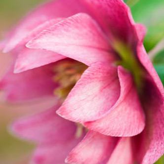helleborus-hybridus-harvington-double-pink