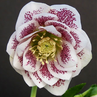 helleborus-hybridus-harvington-double-white-speckled