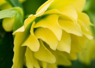 helleborus-hybridus-harvington-double-yellow