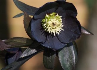 helleborus-hybridus-harvington-single-black