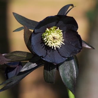 helleborus-hybridus-harvington-single-black