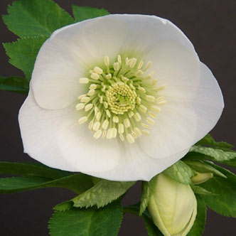 helleborus-hybridus-harvington-single-white