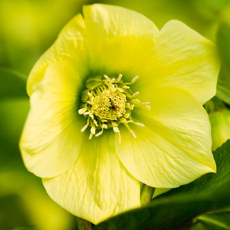 helleborus-hybridus-harvington-single-yellow
