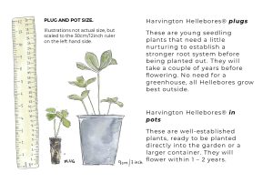 helleborus_x_hybridus_plug_and_pot_sizes