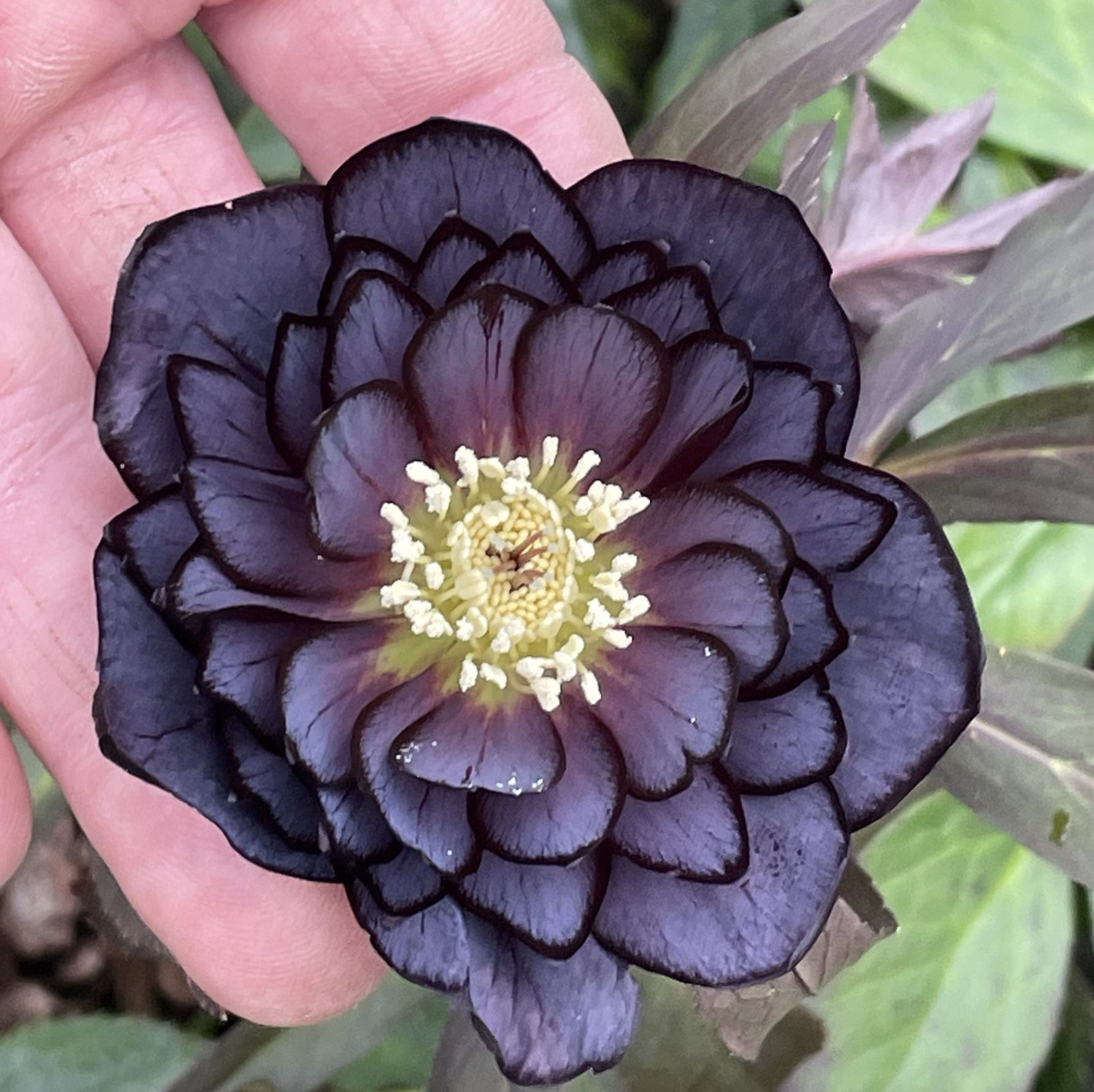 helleborus x hybridus Harvington Double Black