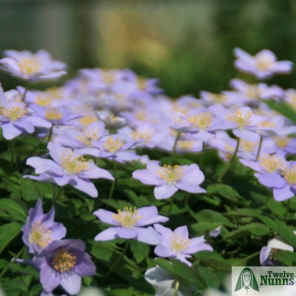 Anemone nemorosa 'Robinsoniana' AGM - Image 2