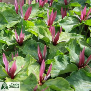 Trillium chloropetalum (garden)