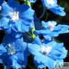 Delphinium Clifford Sky AGM buy from Twelve Nunns