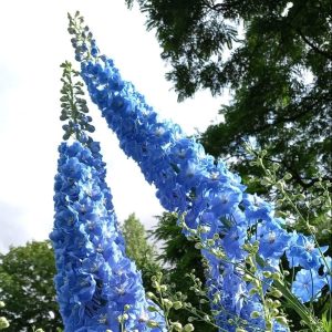 Delphinium Clifford Sky AGM at Twelve Nunns