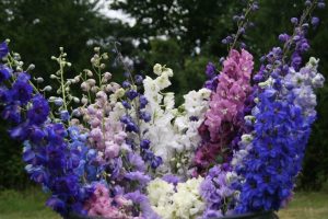 Plant Care for Delphiniums