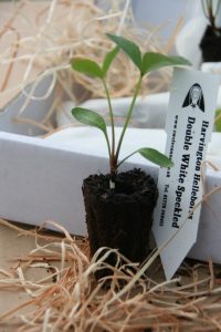 Harvington Hellebores Plug Plants