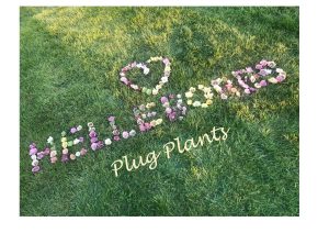 Harvington Hellebore Plug Plants