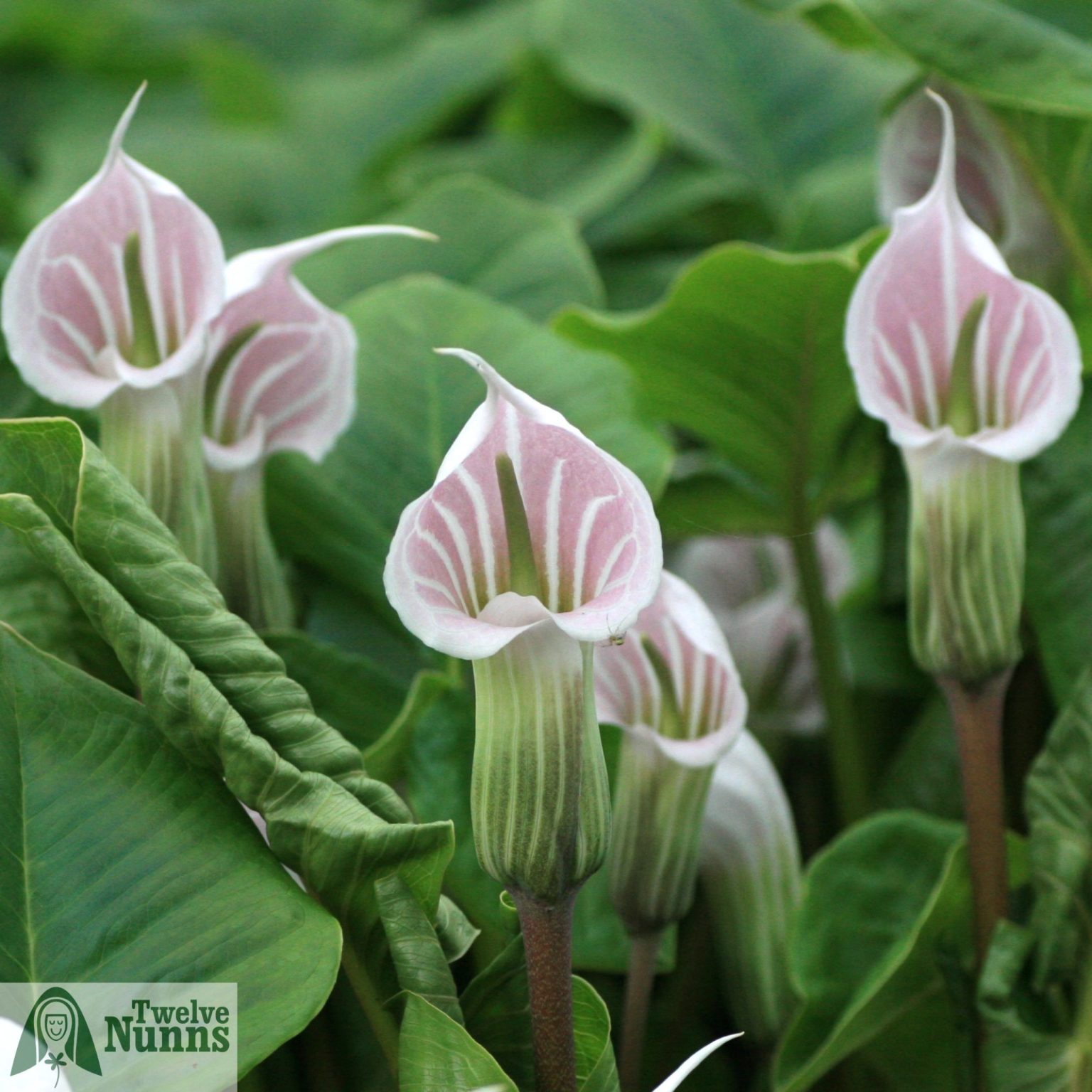 twelve-nunns-gift-vouchers-twelve-nunns-plant-nursery