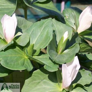 Trillium albidum