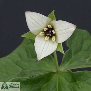 Trillium erectum album 'Harvington Clone'
