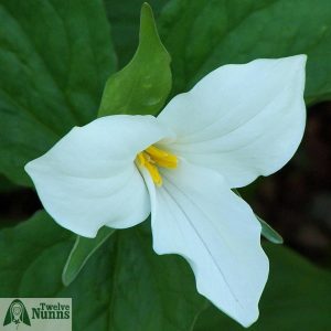 Trillium grandiflorum AGM