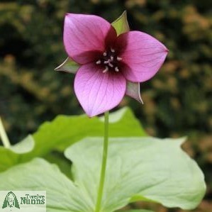 Trillium flexipes x sulcatum 'Harvington Dusky Pink'