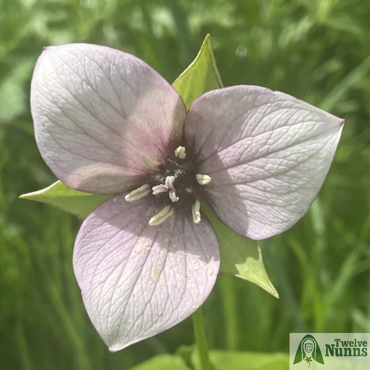 Trillium flexipes x sulcatum 'Harvington Pale Pink Hybrids'