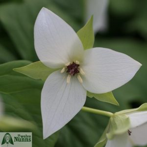Trillium 'Harvington Hybrids' (from flexipes x simile)