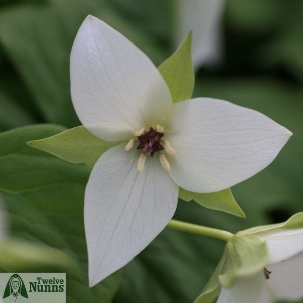 Trillium 'Harvington Hybrids' (from flexipes x simile)
