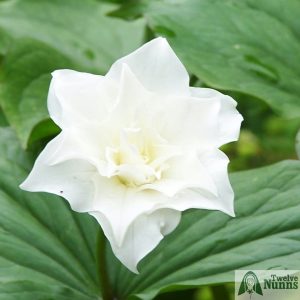 Trillium grandiflorum 'Flore pleno'