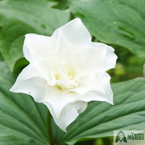 Trillium grandiflorum 'Flore pleno'