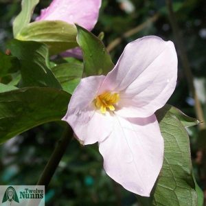 Trillium grandiflorum f. roseum