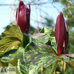 Trillium vaseyi