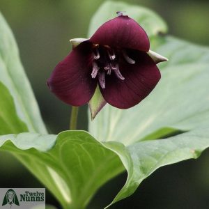 Trillium sulcatum