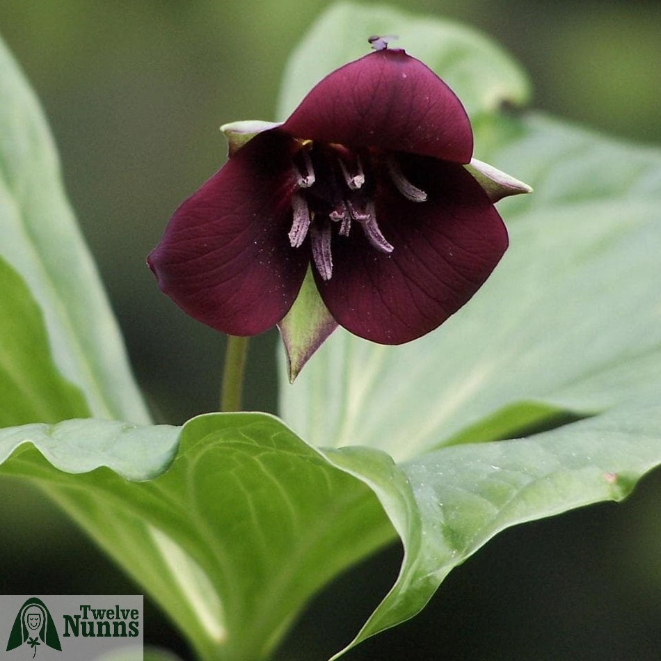 Trillium sulcatum
