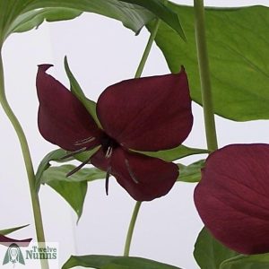 Trillium vaseyi