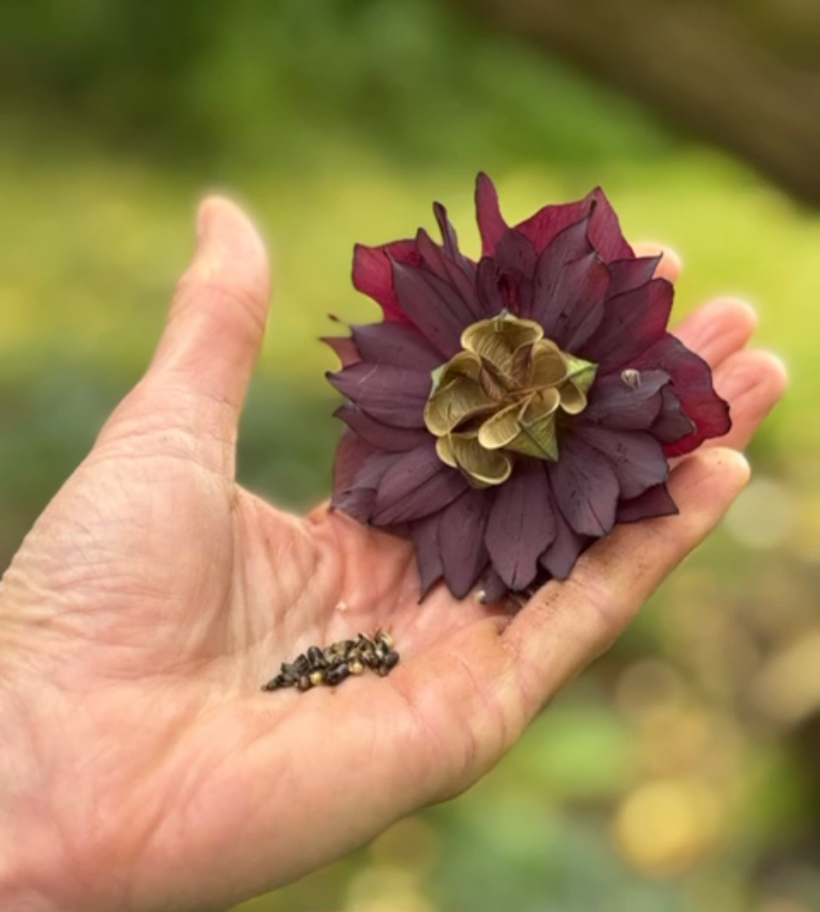 Hellebore Seed Pod