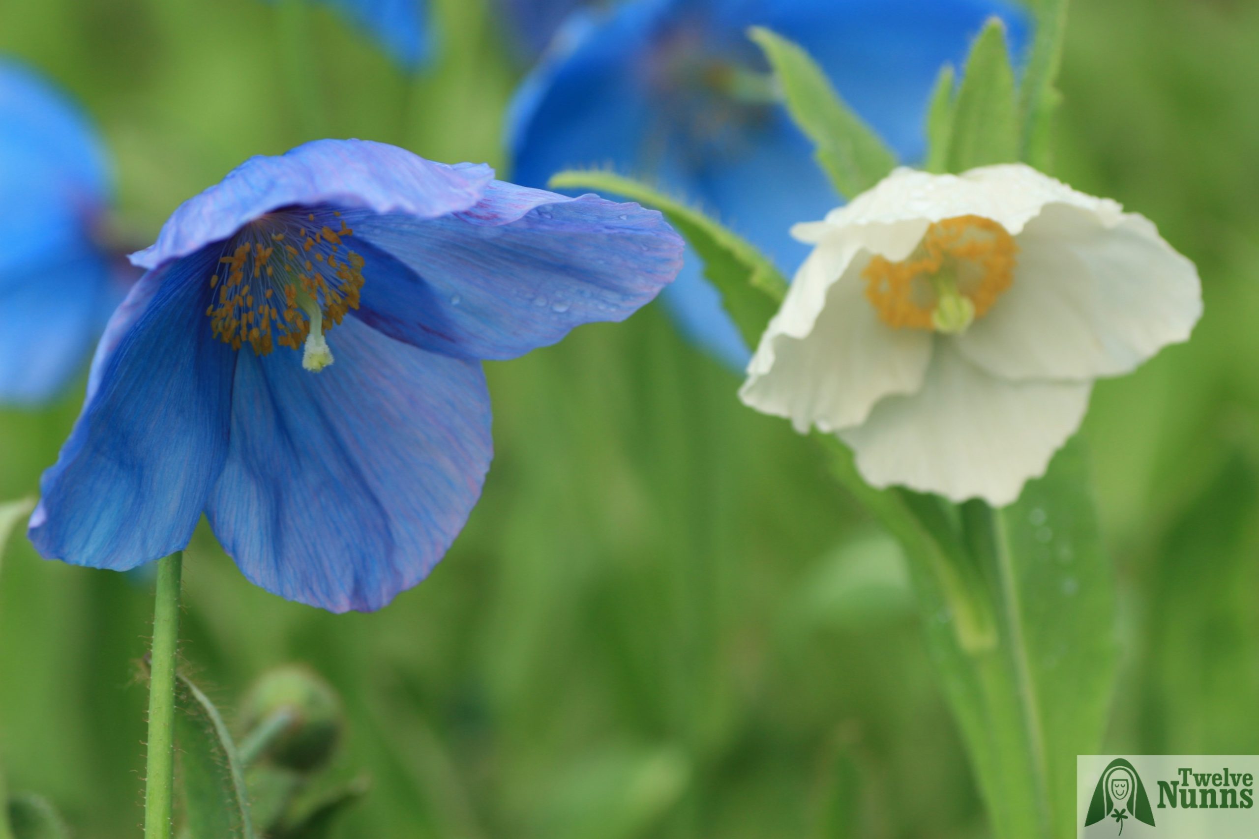 Meconopsis sheldonii 'Slieve Donard' AGM