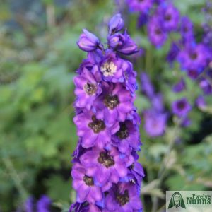 Delphinium 'Shimmer'